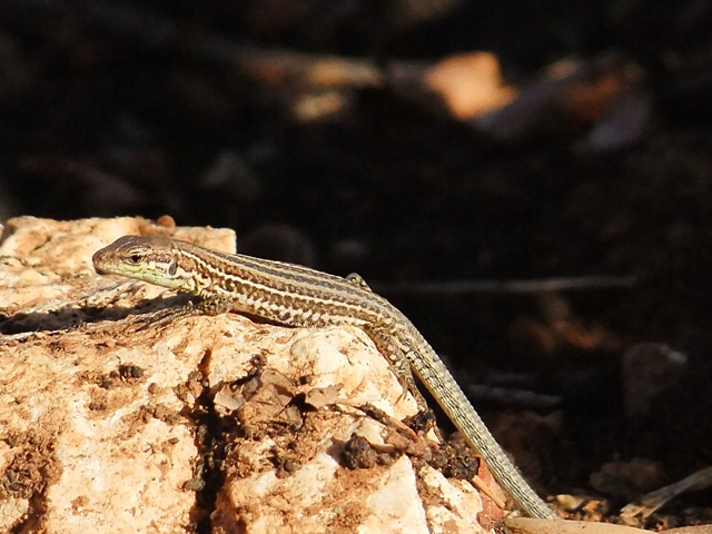 Podarcis melisellensis